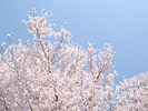 満開桜と快晴