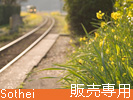 菜の花と一両列車