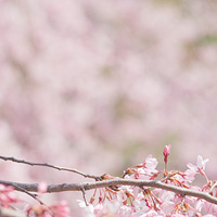 枝垂桜模様