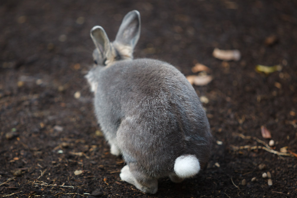 灰色ウサギの白い尻尾
