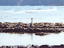 珠洲岬の鳥