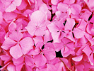 ピンクの紫陽花