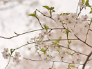 桜花と葉