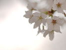 光の中の桜花