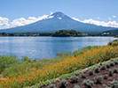 夏の富士山と花