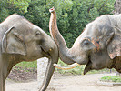 インド象の挨拶
