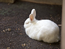 寝ている耳の小さい兔