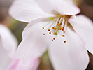 桜の雄しべと雌しべ