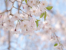 枝垂れ桜の花と葉