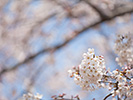 桜花と枝