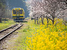 黄色い列車と菜の花