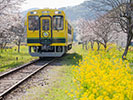 一両列車と菜の花