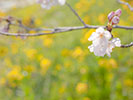 桜と背景に菜の花