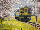 列車と桜と菜の花