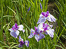 紫と白の花菖蒲