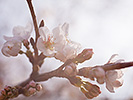 照らされる桜花と蕾