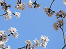 桜花の額縁