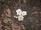 幹に咲く桜花