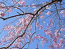 ピンクの枝垂れ桜と青空