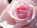 薄ピンクのバラ