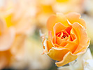 オレンジのバラ ゴルデルゼ