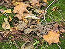 大きい落ち葉と苔