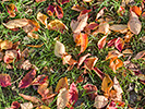 赤い落ち葉と緑の草