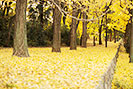 イチョウ並木と黄色い絨毯