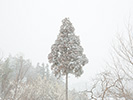 雪の積もる一本木