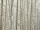 竹林に降る雪