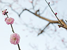 薄ピンクの梅花と枝