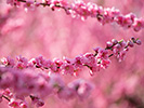 満開の梅のピンク