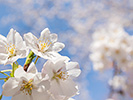 背景ボケの満開の桜