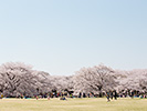 広場の満開の桜
