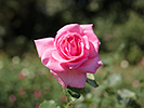 ピンクのバラ グロリア デ ローマ
