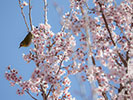 鳥のメジロと満開の桜