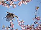 桜の花と飛び立つヒヨドリ