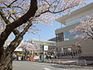 たまプラ駅前の桜