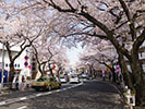 たまプラの桜のトンネル