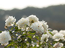 白いバラ畑 ファビラス