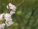 桜（緑背景）