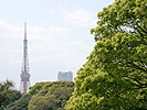 東京タワーと緑