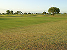 ゴルフ場の芝と木