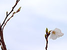 桜の花と蕾