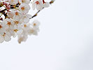 桜（白背景）