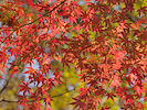 秋の赤と緑