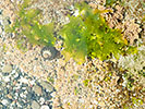 海藻とサンゴとヤドカリ