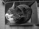 箱から見上げるデブ猫