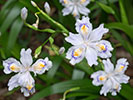 アヤメ科シャガの花
