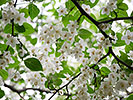 エゴノキの白い花